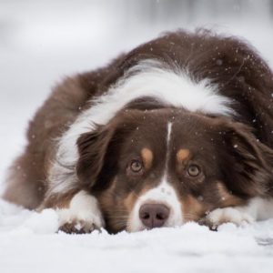 perro en la nieve
