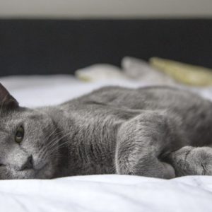 gato enfermo - cuidartumascota.com